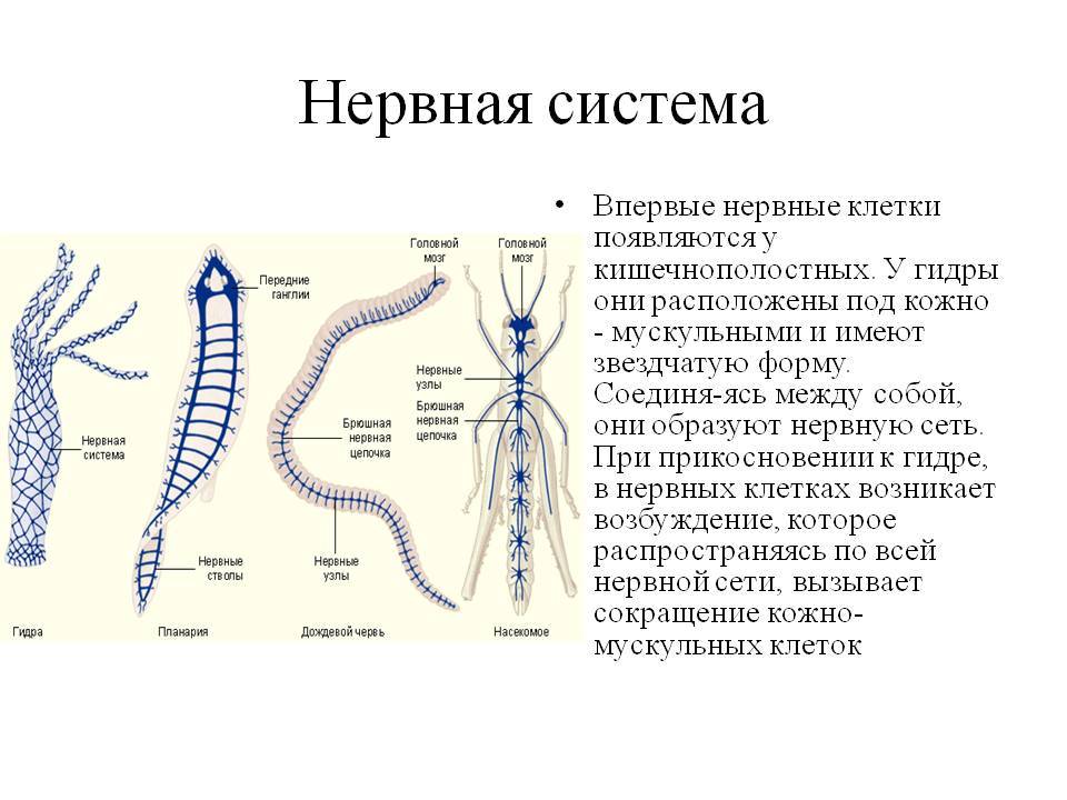 Kraken russia